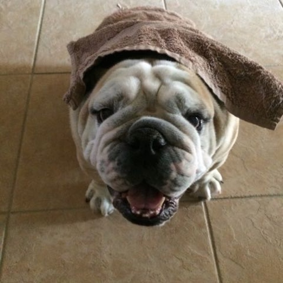 Meet your Poshers!  Chandra, Bear, and Meadow! - Picture 2 of 8